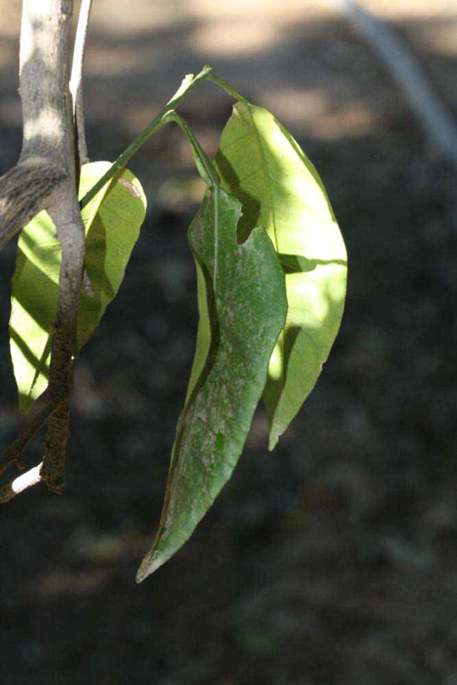            Shade leaves (Riverside, CA)   